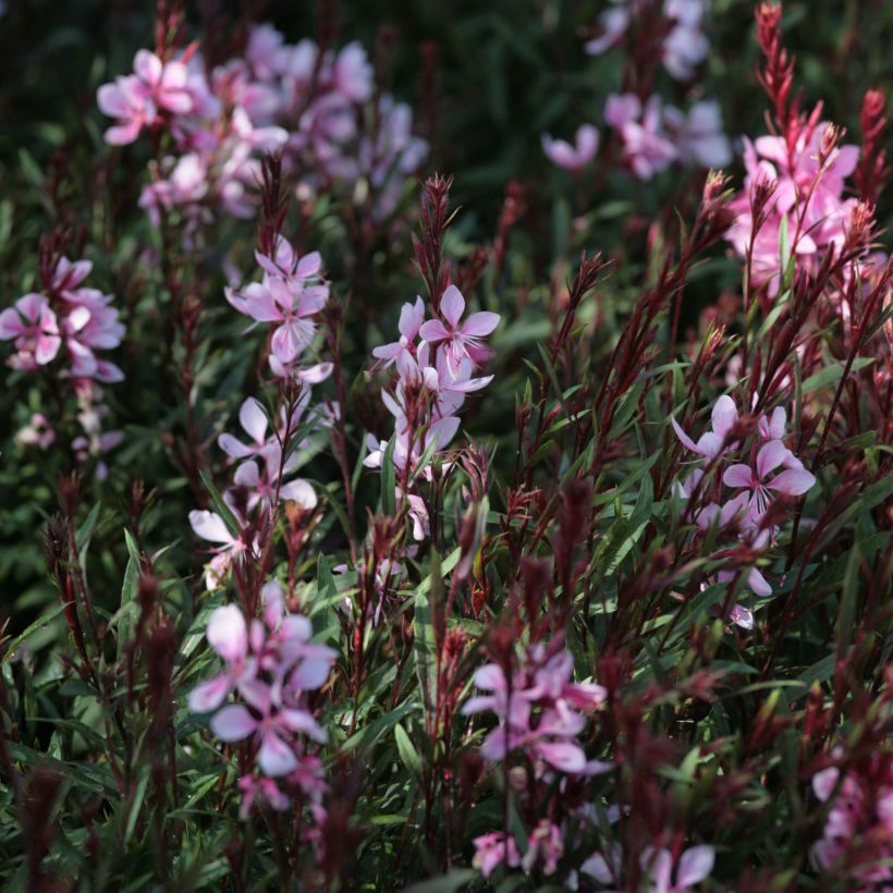 Prachtkerze Passionate Blush - Gaura lindheimeri (Blüte)