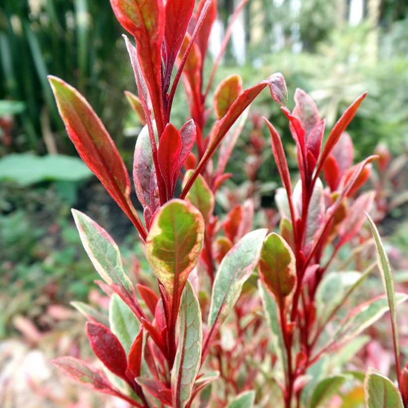 Prachtkerze Passionate Rainbow - Gaura lindheimeri (Laub)