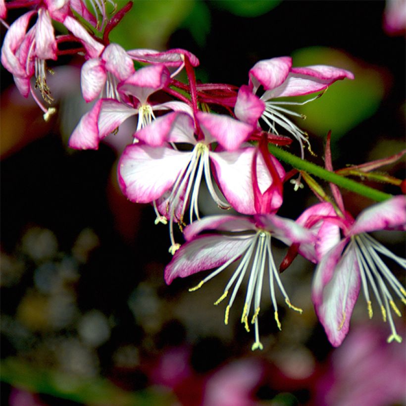 Prachtkerze Rosy Jane - Gaura lindheimeri (Blüte)