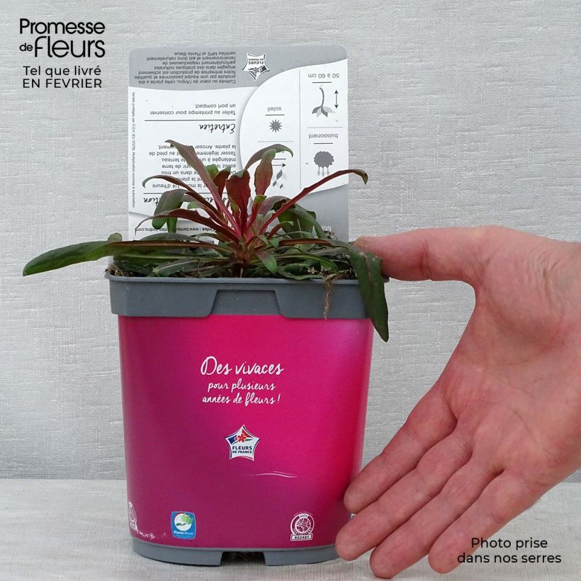 Exemplar von Gaura lindheimeri Rosy Jane en pot de 2L wie im Winter geliefert