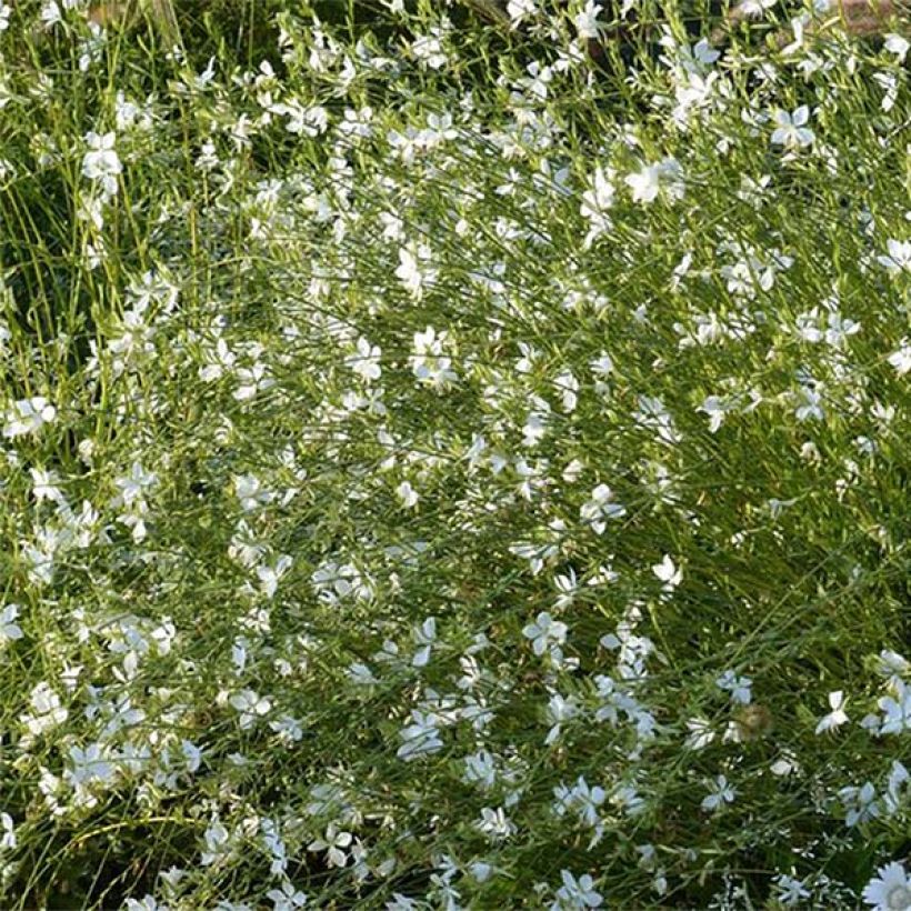 Prachtkerze Snowbird - Gaura lindheimeri (Blüte)