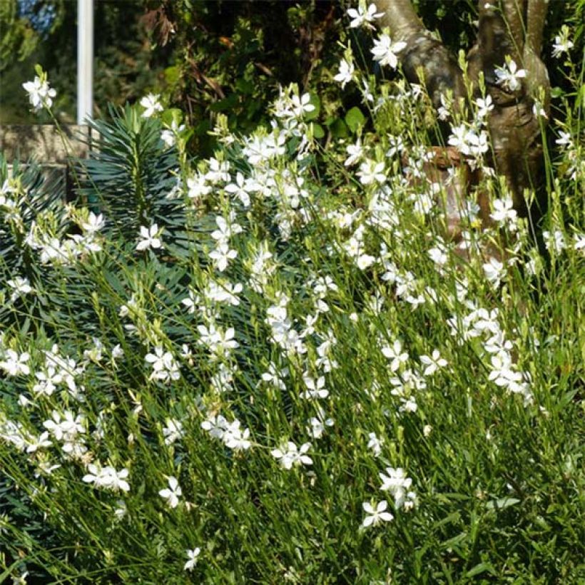 Prachtkerze Snowbird - Gaura lindheimeri (Hafen)