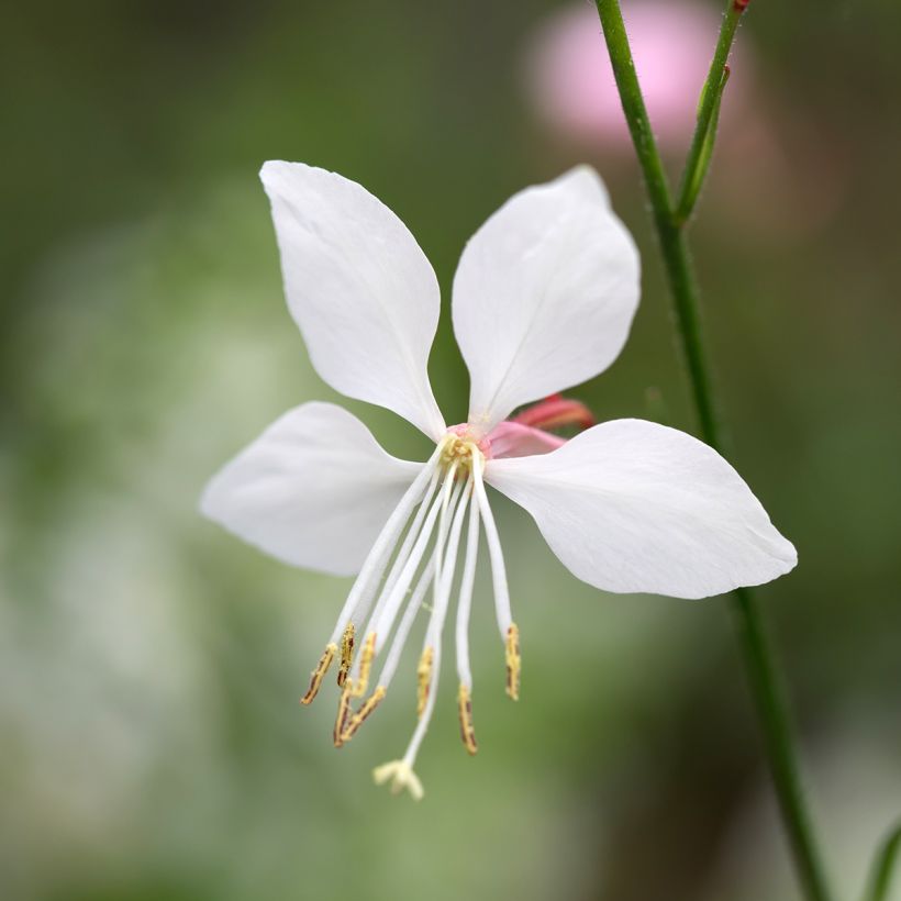 Prachtkerze Steffi White - Gaura lindheimeri (Blüte)