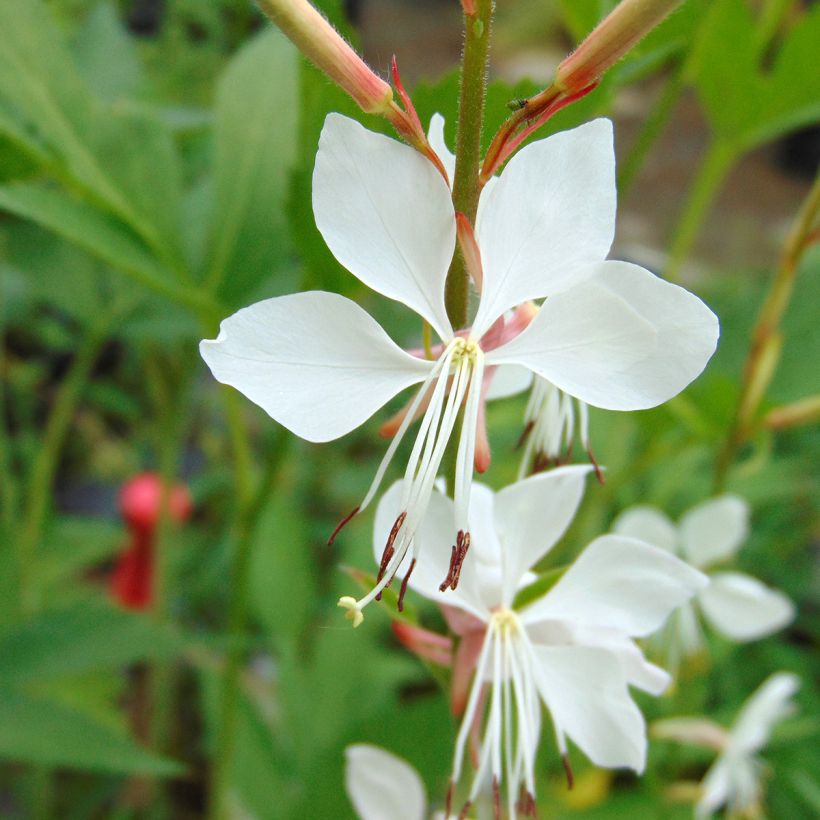 Prachtkerze Whirling Butterflies - Gaura lindheimeri (Blüte)