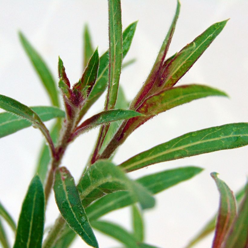 Prachtkerze Siskiyou pink - Gaura lindheimeri (Laub)