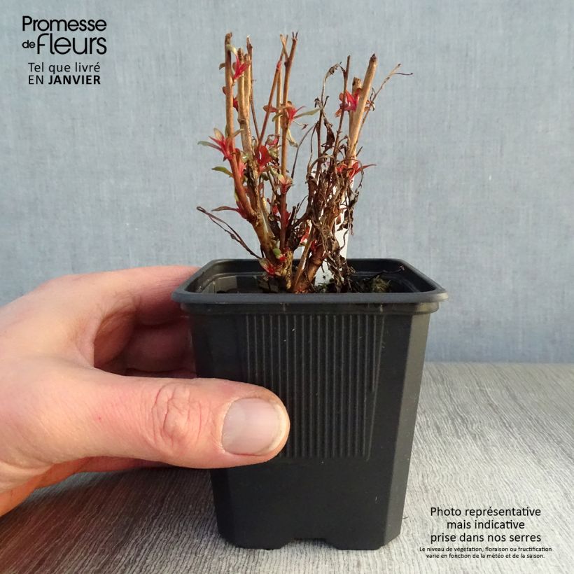 Exemplar von Gaura lindheimeri rose Siskiyou pink en godet de 9 cm wie im Winter geliefert