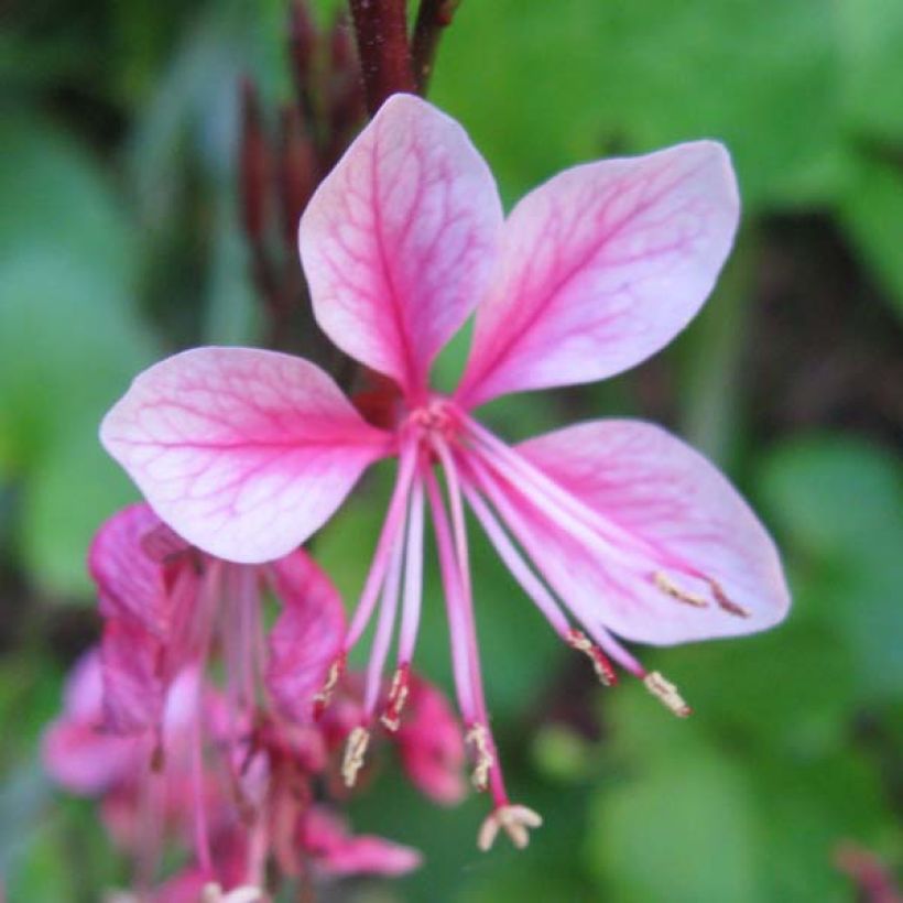 Prachtkerze Siskiyou pink - Gaura lindheimeri (Blüte)