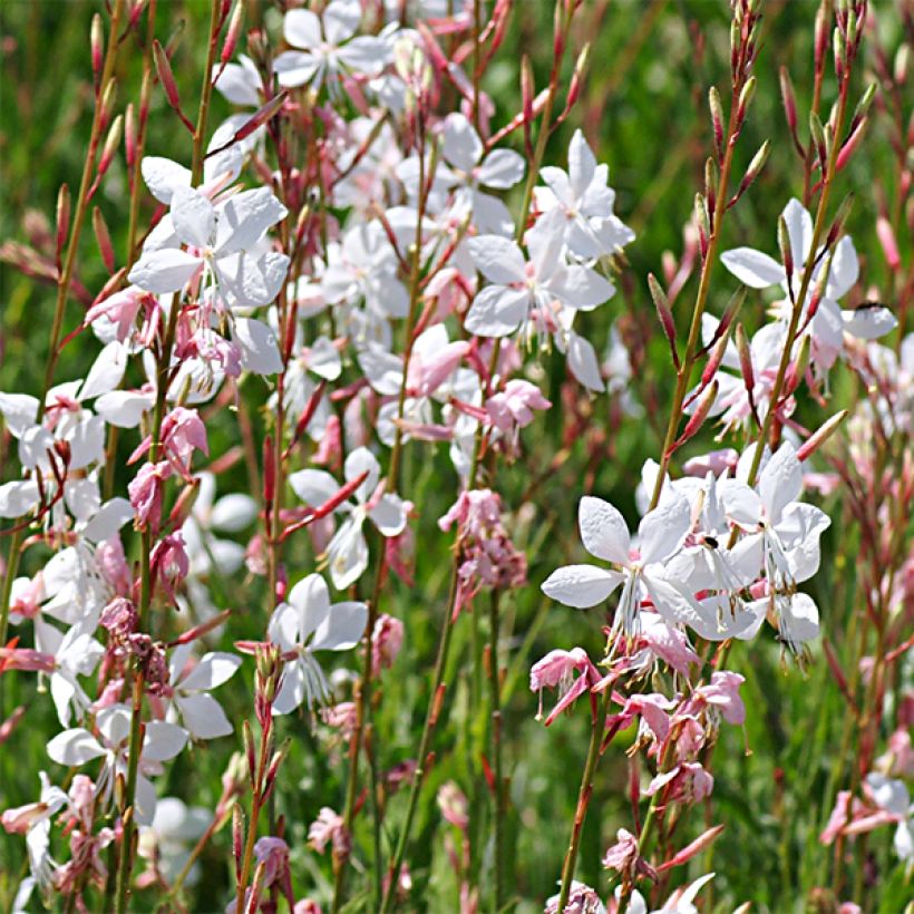 Gaura lindheimeri Elegance - Gaura de Lindheimer rose nacré (Blüte)