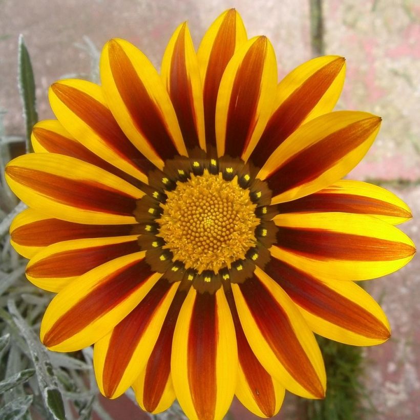 Gazanie Big Kiss Yellow Flame - Gazania (Blüte)