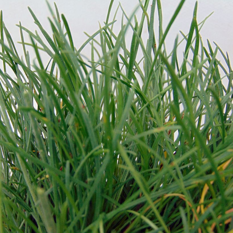 Armeria maritima Düsseldorfer Stolz - Strand-Grasnelke (Laub)