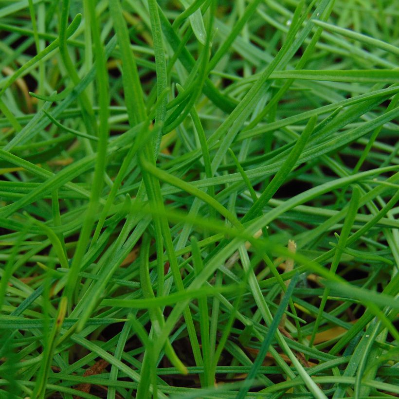 Armeria maritima splendens - Strand-Grasnelke (Laub)