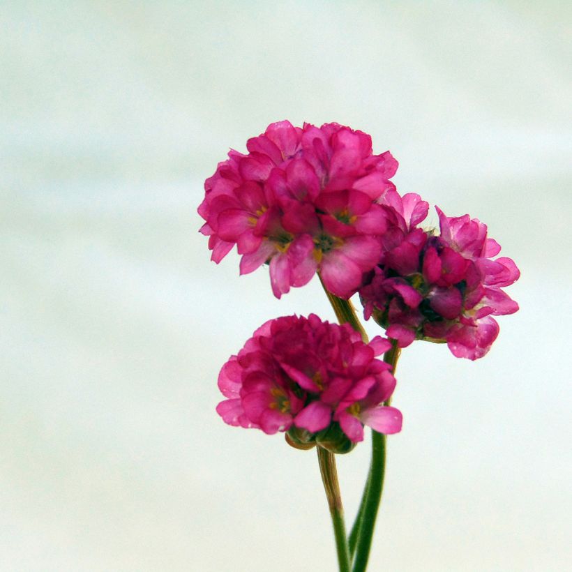 Armeria maritima Vesuvius - Strand-Grasnelke (Blüte)