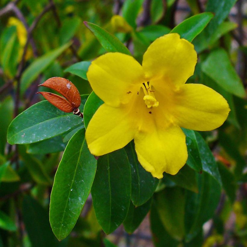 Jasminwurzel - Gelsemium sempervirens (Blüte)