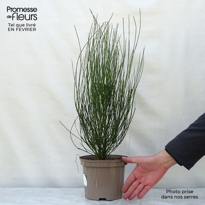 Exemplar von Genêt - Cytisus Hollandia Pot de 2L/3L wie im Winter geliefert