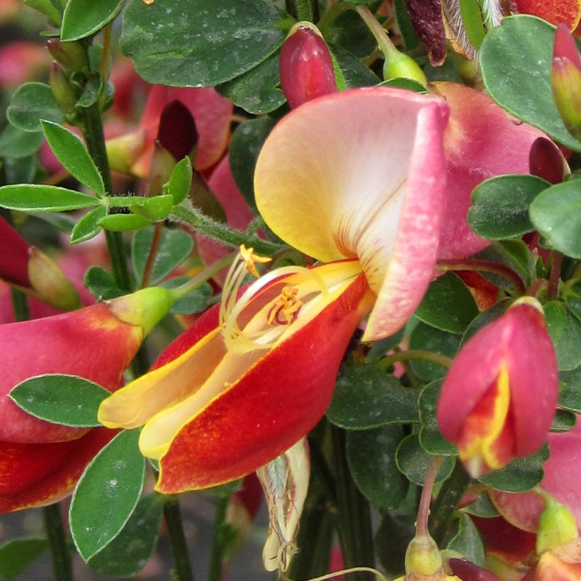 Cytisus Maria Burkwood - Geißklee (Blüte)