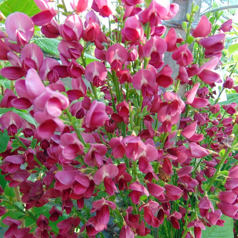 Edelginster Ruby - Cytisus scoparius (Blüte)