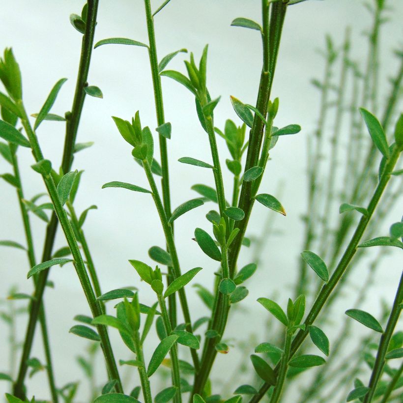 Edelginster Andreanus - Cytisus scoparius (Laub)