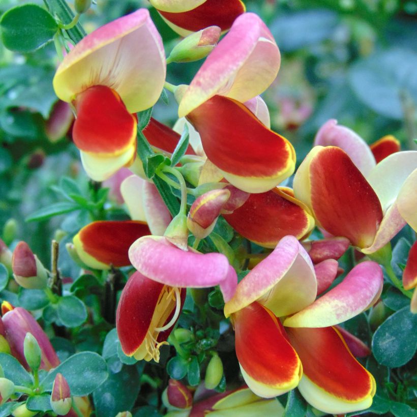 Edelginster Andreanus - Cytisus scoparius (Blüte)