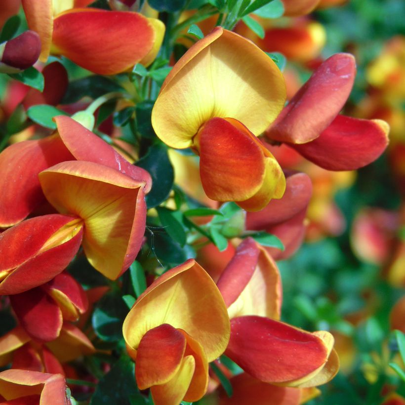 Edelginster Cytisus Lena - Cytisus scoparius (Blüte)