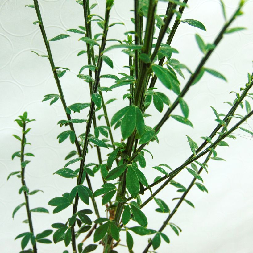 Edelginster Luna - Cytisus scoparius (Laub)