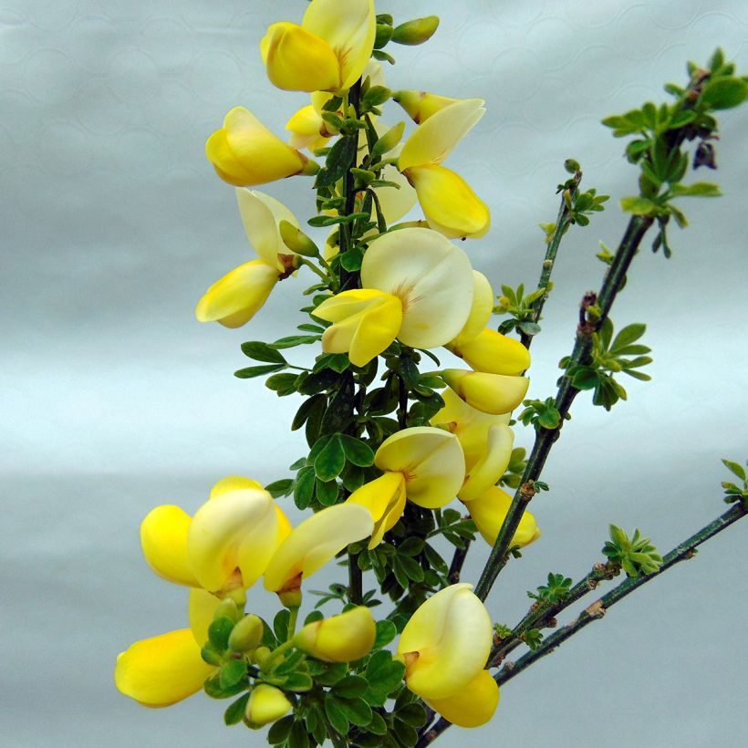 Edelginster Luna - Cytisus scoparius (Blüte)