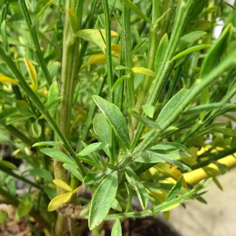 Edelginster Roter Favorit - Cytisus scoparius (Laub)