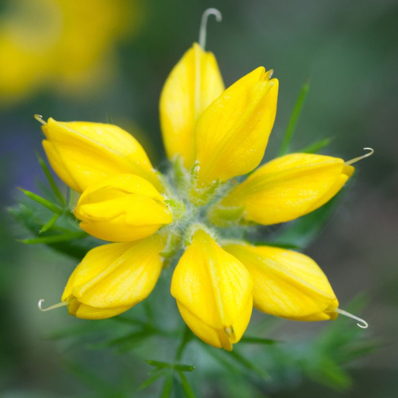 Spanischer Ginster - Genista hispanica (Blüte)