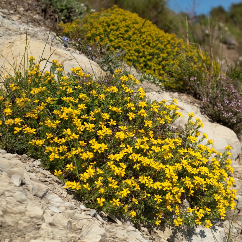 Spanischer Ginster - Genista hispanica (Hafen)