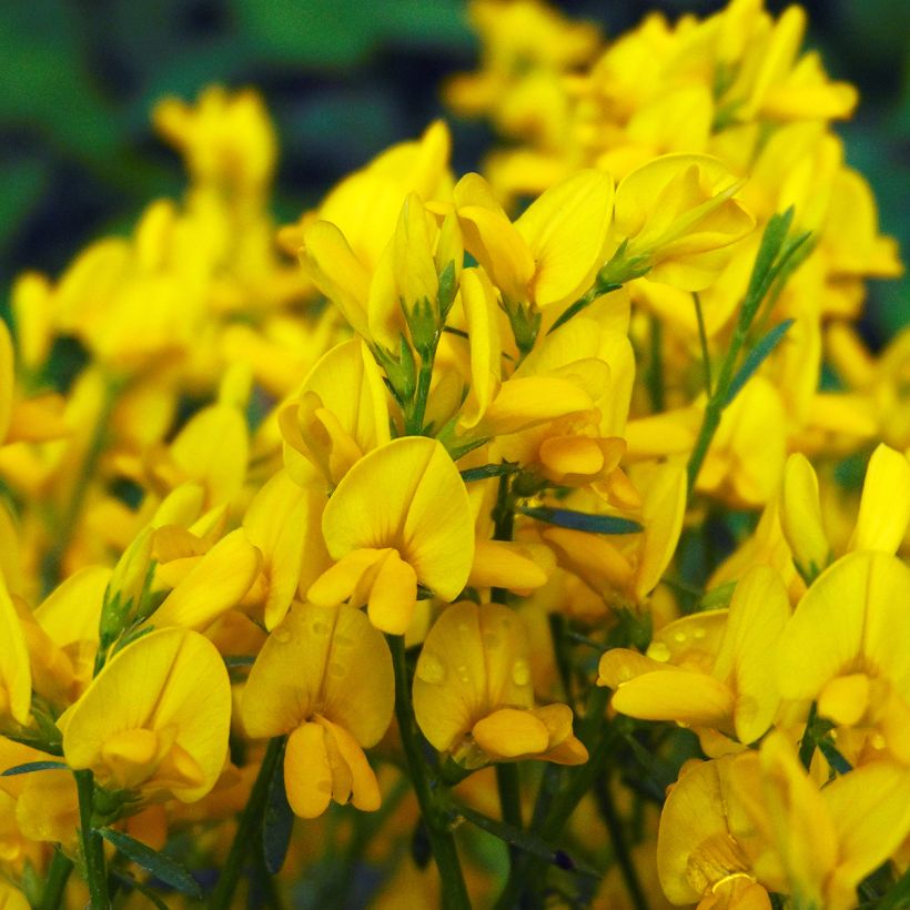 Stein-Ginster - Genista lydia (Blüte)