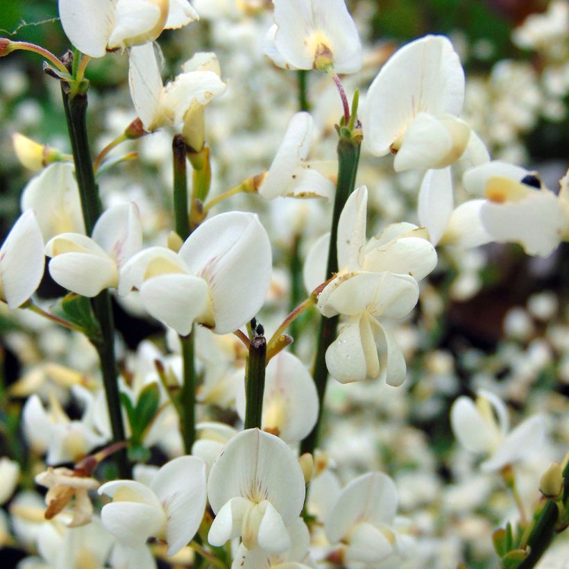 Elfenbeinginster Albus - Cytisus praecox (Blüte)