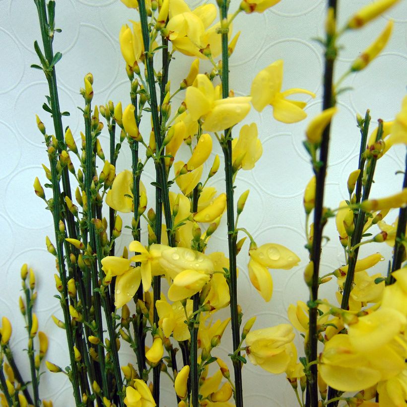 Elfenbeinginster Allgold - Cytisus praecox (Blüte)