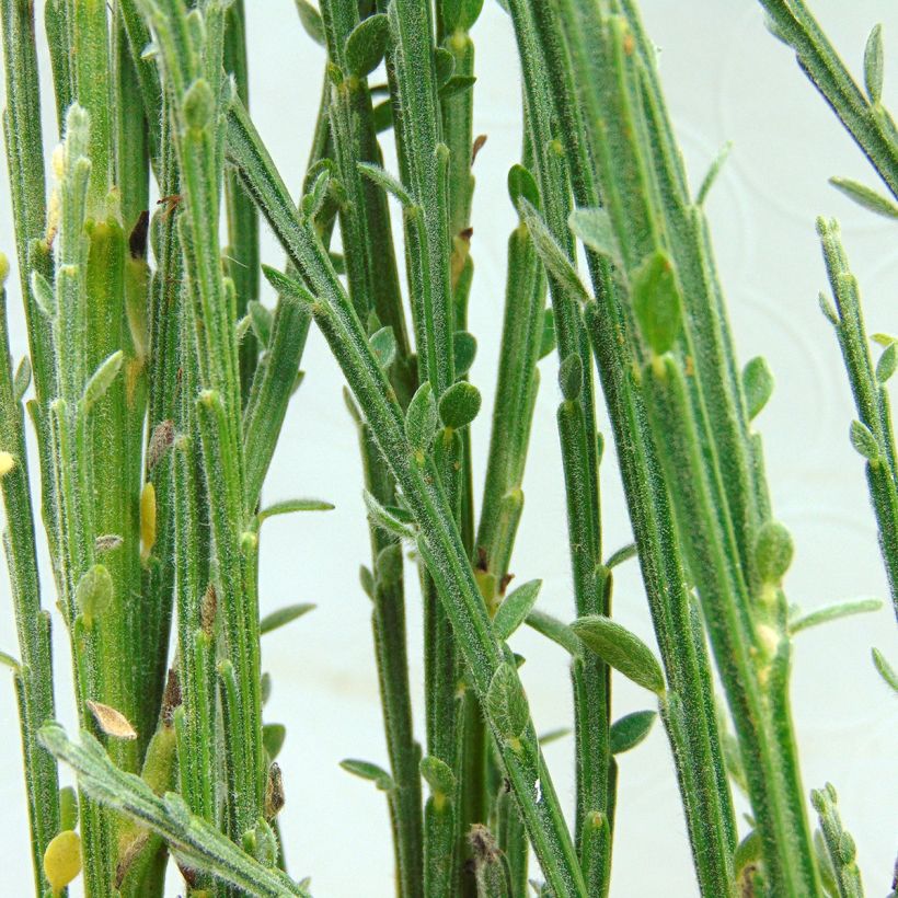 Cytisus kewensis - Zwerg-Elfenbeinginster (Laub)