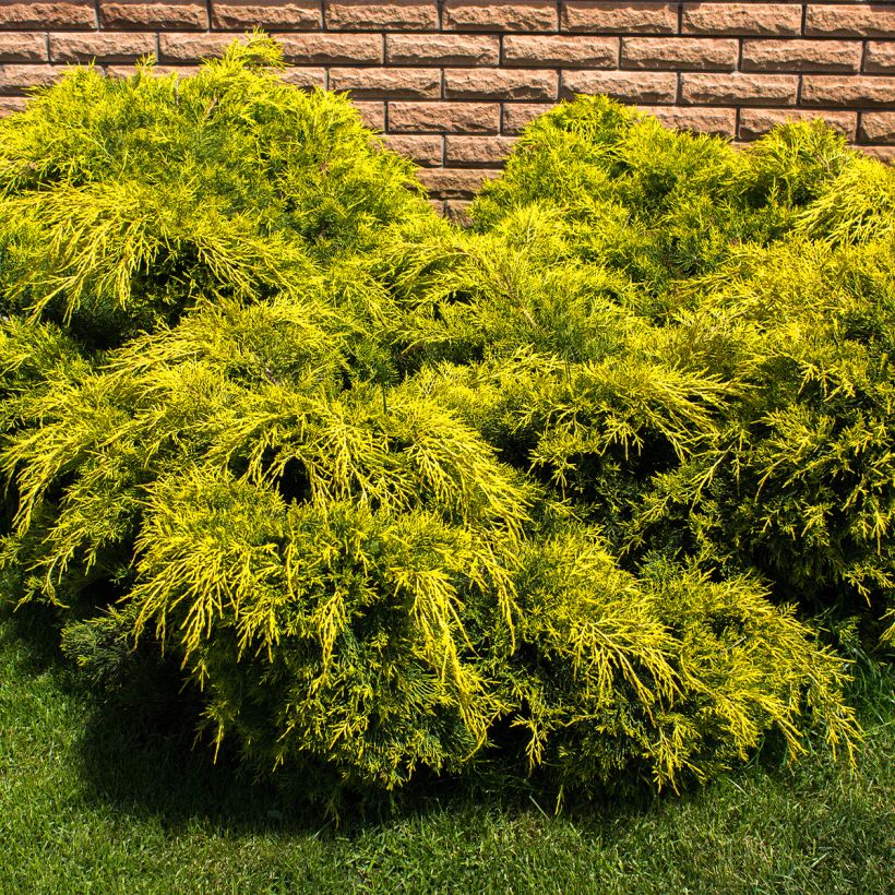 Juniperus pfitzeriana King of Spring (Hafen)