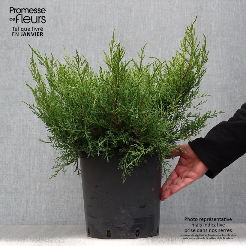 Exemplar von Genévrier - Juniperus pfitzeriana Old Gold en pot de 7,5L/10L wie im Winter geliefert