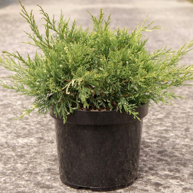 Juniperus pfitzeriana White Splash (Hafen)