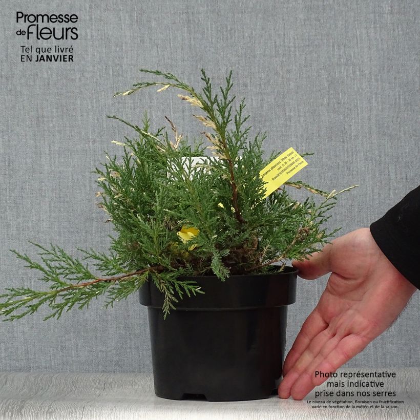 Exemplar von Genévrier - Juniperus pfitzeriana White Splash Pot de 2L/3L wie im Winter geliefert