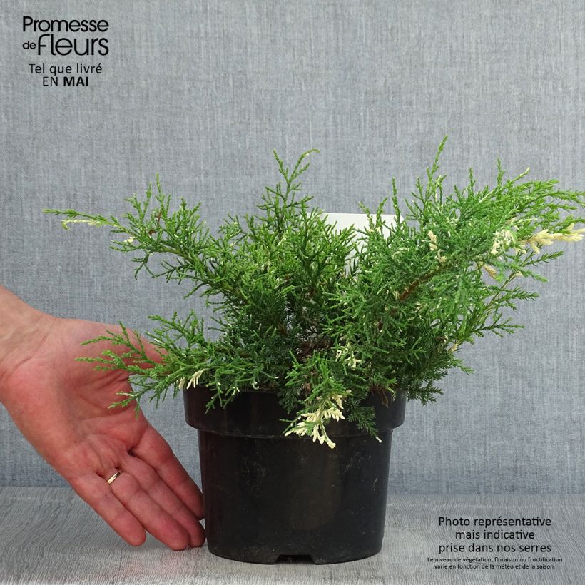 Exemplar von Juniperus pfitzeriana White Splash Topf mit 2L/3LGelieferte Höhe ca. 25/30cm wie im Frühjahr geliefert