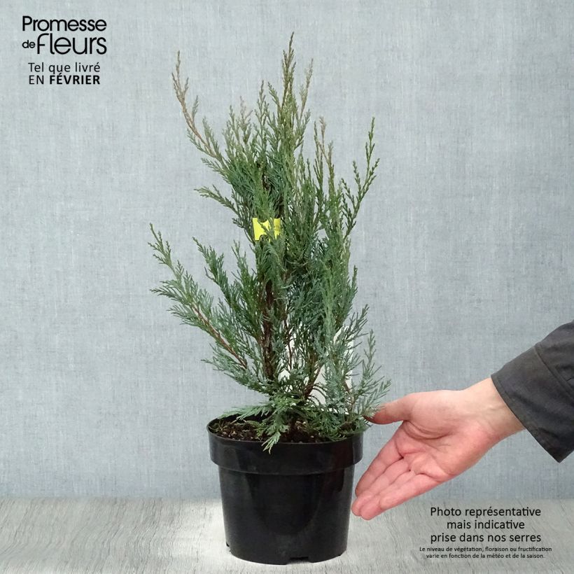 Exemplar von Genévrier - Juniperus scopulorum Moonglow Pot de 2L/3L wie im Winter geliefert