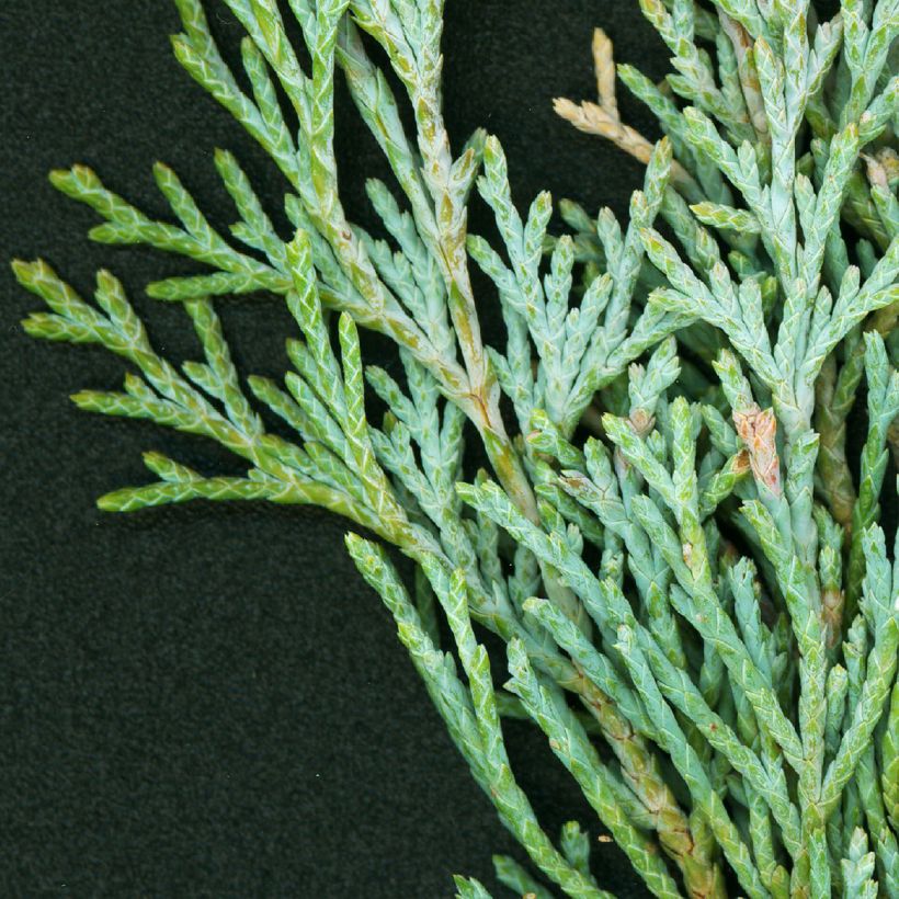 Juniperus scopulorum Wichita Blue (Laub)