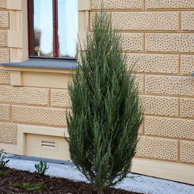 Juniperus scopulorum Wichita Blue (Hafen)