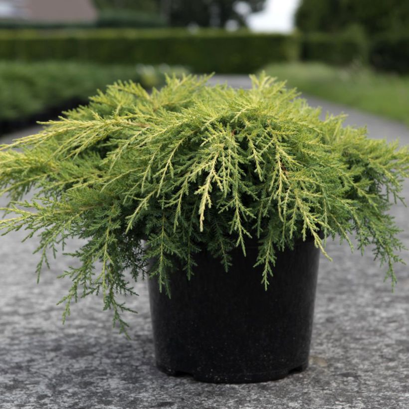 Juniperus pfitzeriana Gold Star (Hafen)