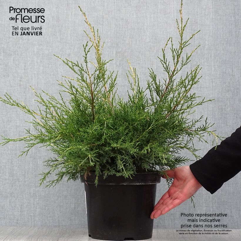 Exemplar von Genévrier - Juniperus x media Gold Star Pot de 7,5L/10L wie im Winter geliefert