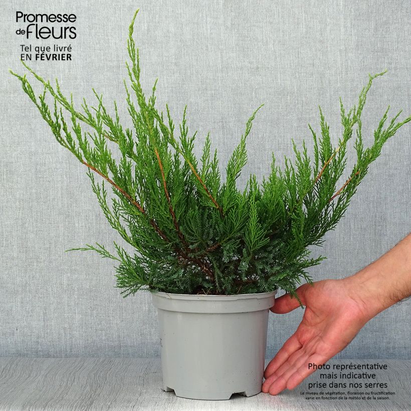 Exemplar von Genévrier - Juniperus x media Mint Julep en pot de 2L/3L wie im Herbst geliefert