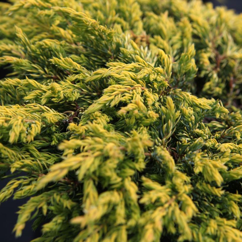 Juniperus communis Goldschatz (Laub)