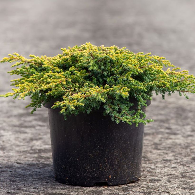 Juniperus communis Goldschatz (Hafen)