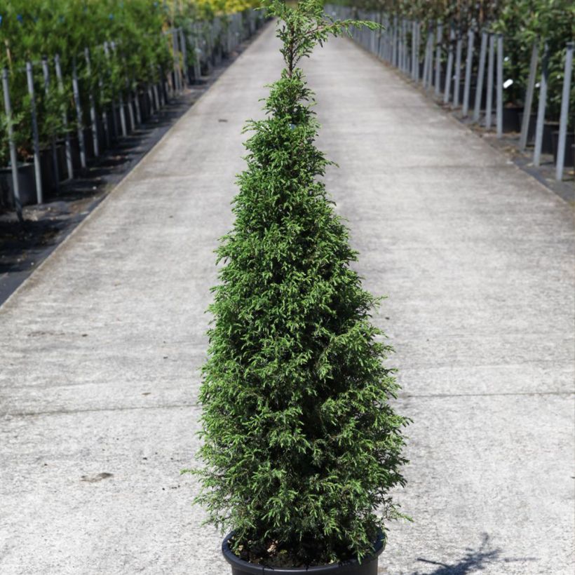 Juniperus communis Pyramidalis (Hafen)