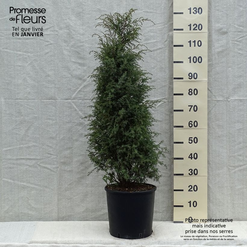 Exemplar von Genévrier commun - Juniperus communis Pyramidalis Pot de 12L/15L wie im Winter geliefert