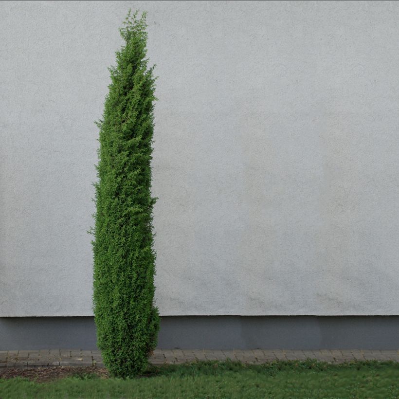 Juniperus communis Sentinel (Hafen)