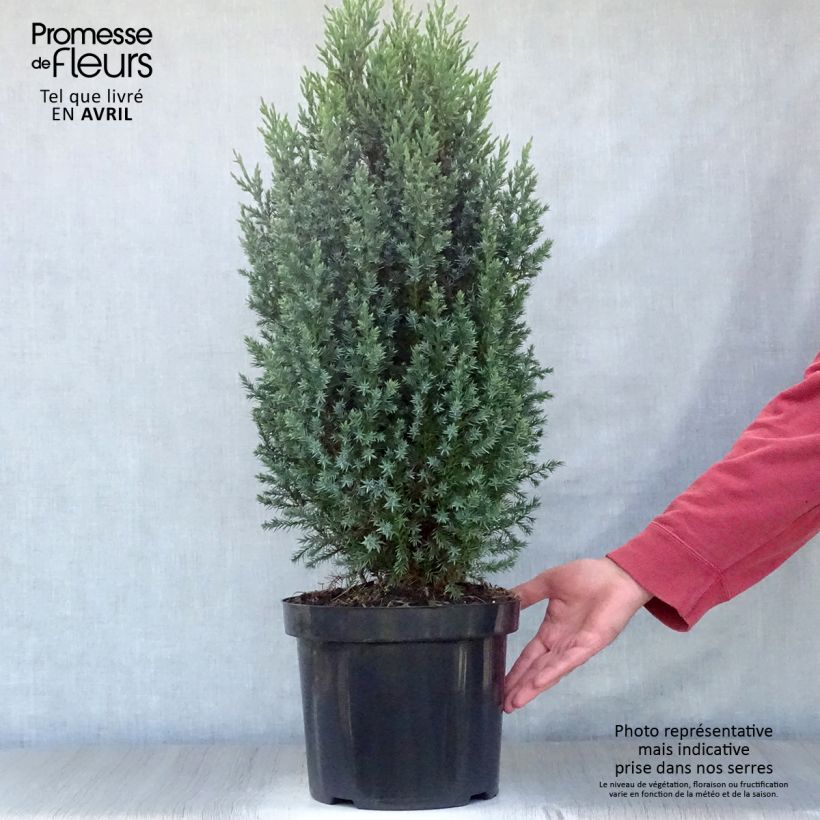 Exemplar von Juniperus chinensis Stricta Topf mit 7,5L/10LGelieferte Höhe ca. 40/60cm wie im Frühjahr geliefert