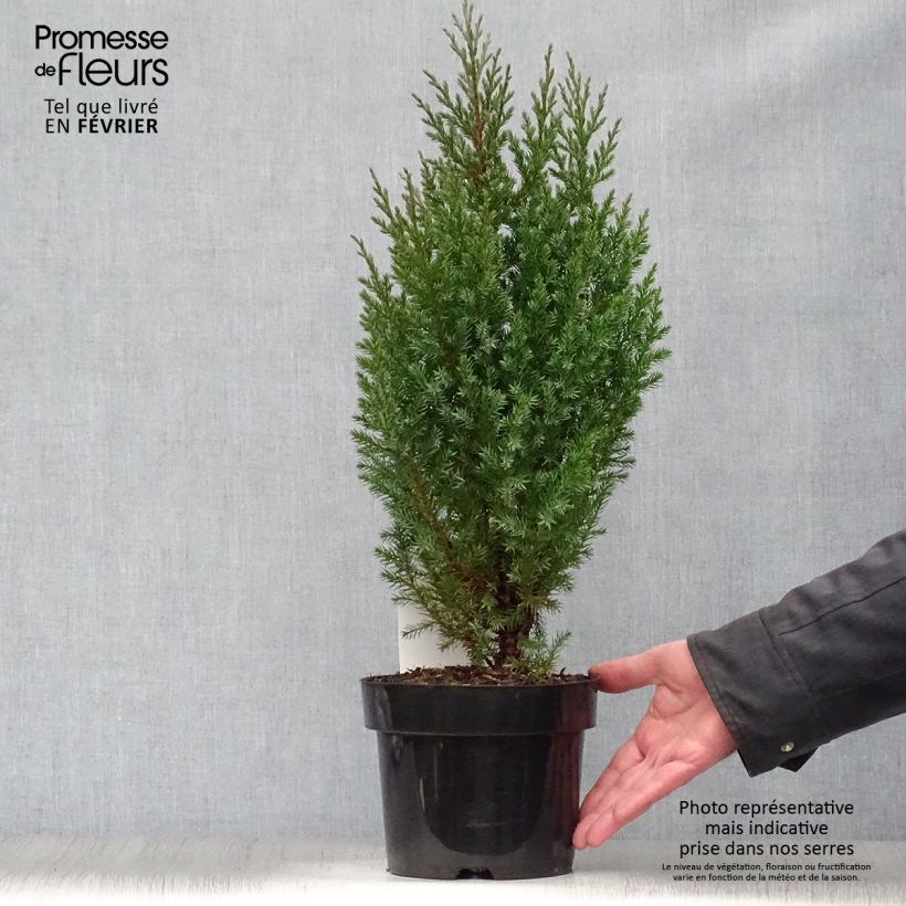 Exemplar von Genévrier de Chine - Juniperus chinensis Stricta en pot de 2L/3L wie im Winter geliefert